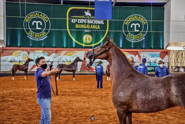 43ª Nacional Mangalarga registra balanço positivo