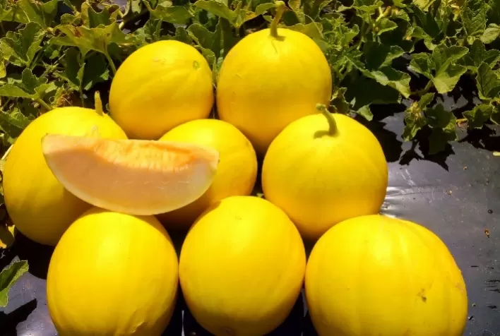 Melão é a fruta da safra