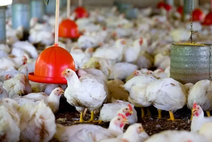 Frango vivo: quinzena é aberta com novo retrocesso de preço em Minas Gerais