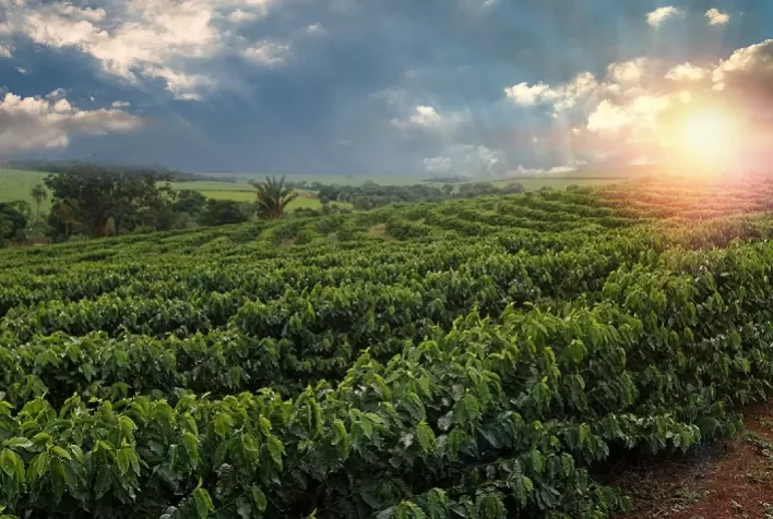 Produtores de café brasileiros têm deixado a monocultura tradicional e apostado na lavoura sustentável