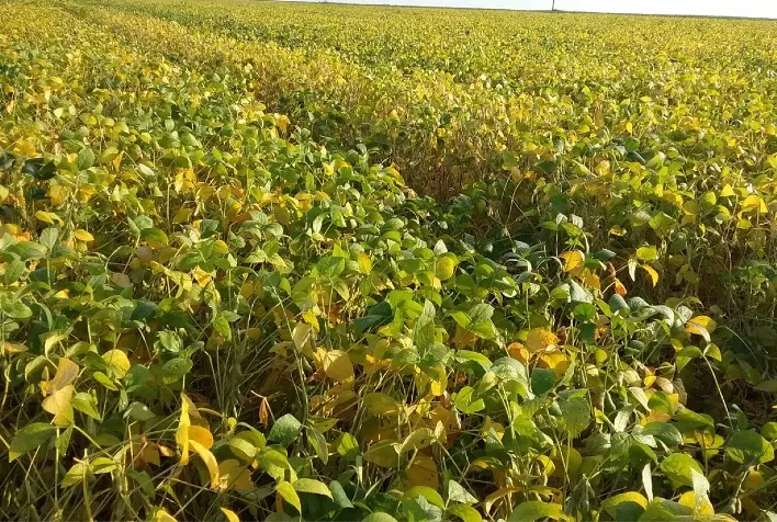 Variedades de soja convencional devem ser lançadas na próxima safra de soja
