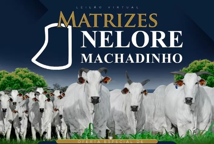 Nelore Machadinho promove nova edição do leilão anual com oferta de fêmeas Nelore avaliadas