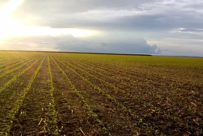 Acelerado, plantio de soja do Paraná avança para 95% da área
