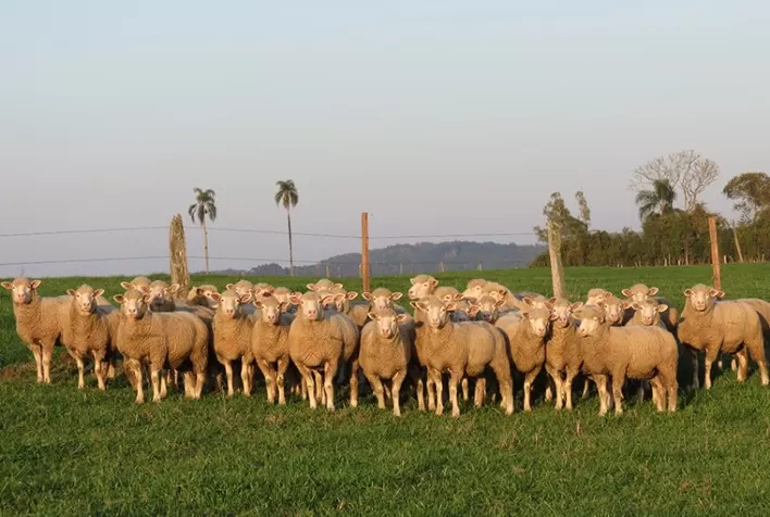 Aplicativo facilitará melhoramento genético de rebanhos de caprinos e ovinos