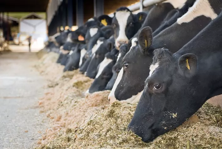 Investimento em nutrição é estratégia para minimizar o estresse térmico no gado leiteiro