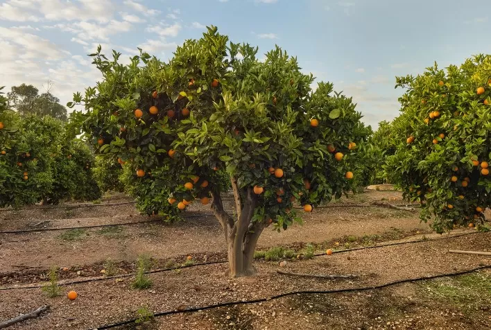 Defensivos biológicos garantem manejo autorizado pela listra ProteCitrus
