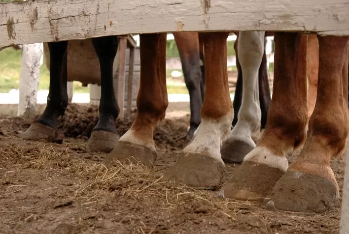 Chuvas do final do ano favorecem ocorrência de problemas nos cascos de equinos