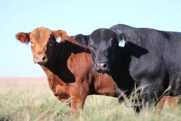 Alta e Minerva Foods lançam programa de fomento da raça Angus
