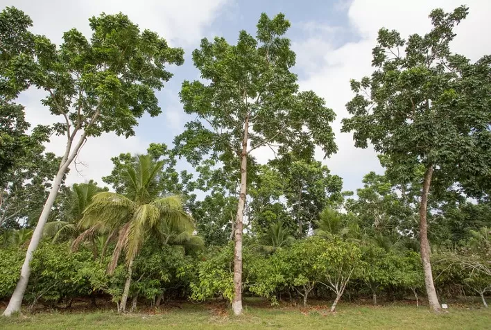 CNA debate utilização da Cédula de Produto Verde pelos produtores rurais