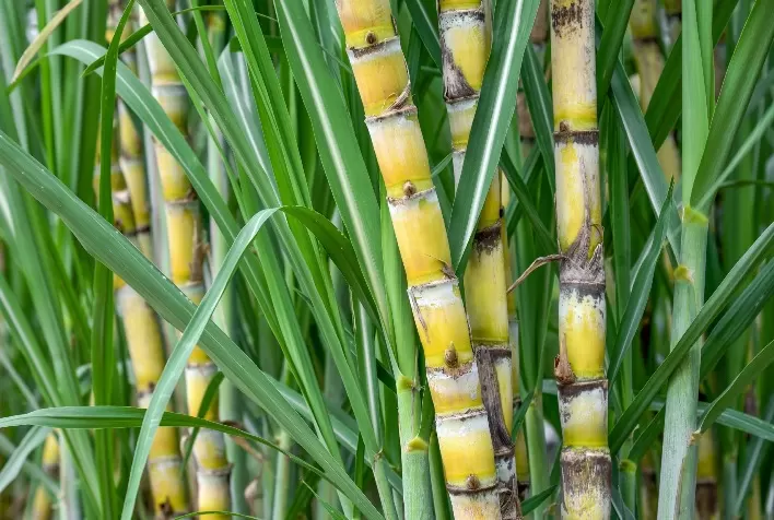Agrivalle posiciona Profix para o mercado de cana-de-açúcar