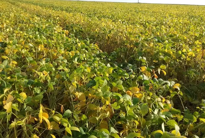 TO pede para manter cultivo excepcional de soja nas planícies