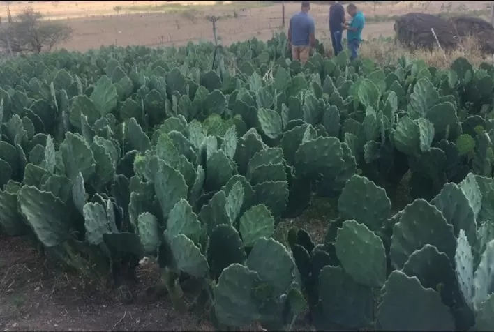 Palma forrageira e gliricídia como opções para a alimentação do gado leiteiro no Semiárido