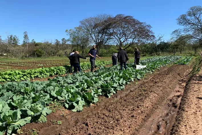 Horta comunitária leva alimentos biofortificados a seis mil pessoas no RS