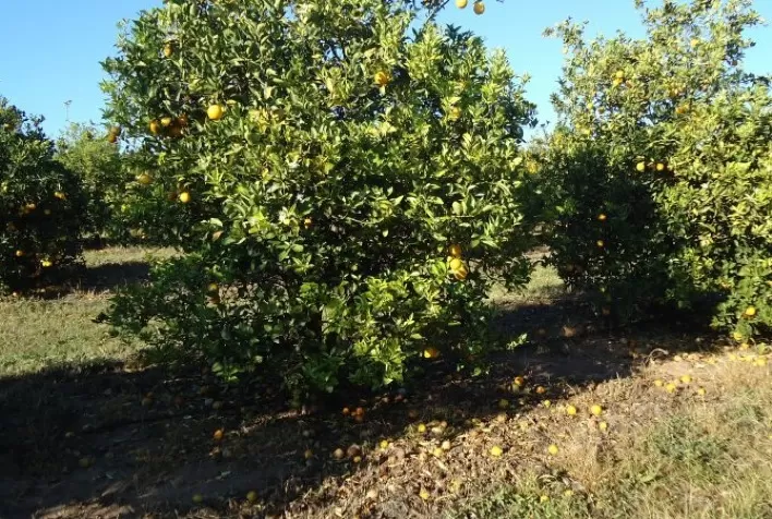 Alta incidência de greening e requer medidas mais rigorosas de manejo