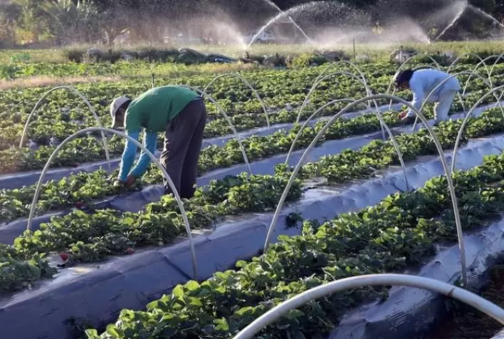 Contrato entre Emater-MG e Secretaria de Educação vai fortalecer a agricultura familiar e a alimentação escolar em Minas Gerais
