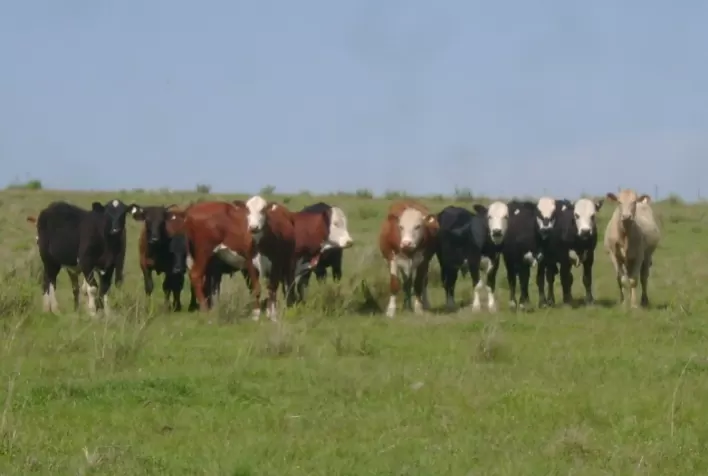 Prática do bem-estar animal passa por equilíbrio de conjuntos