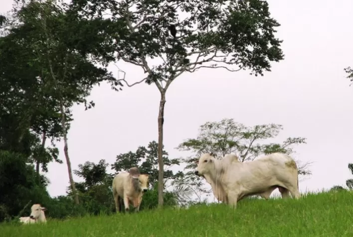 Case: Aplicação de corretivo de solo em pastagem aumenta 73% a fertilidade do local