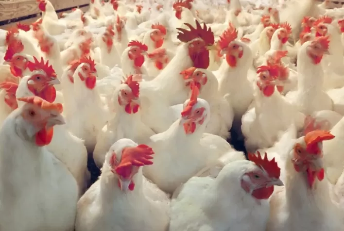 Ainda em queda, preço do frango vivo já recuou quase 15% em São Paulo e mais de 20% em Minas Gerais