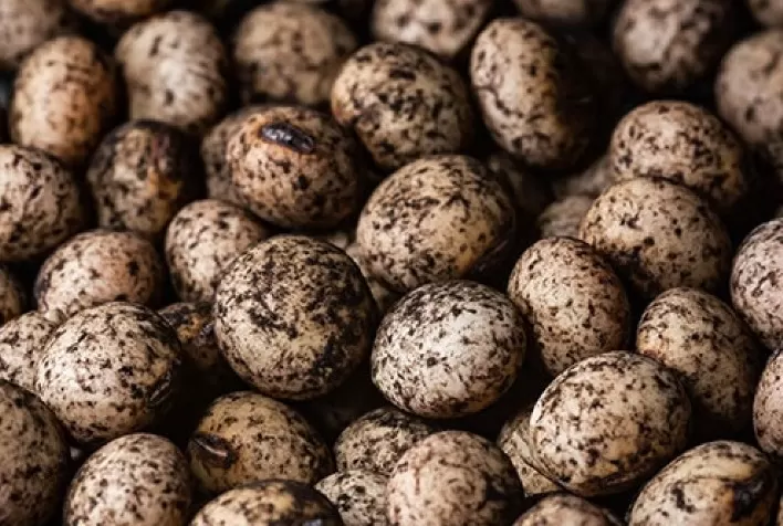 Fertilizantes biológicos e sistemas integrados serão debatidos pela Embrapa Soja no Semiárido Show