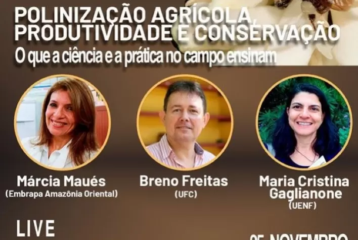 Evento on-line discute a contribuição das abelhas para a produção agrícola