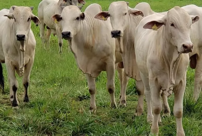 Desafio InovaNutri, em parceria com a Nutricorp, receberá trabalhos até final de Novembro