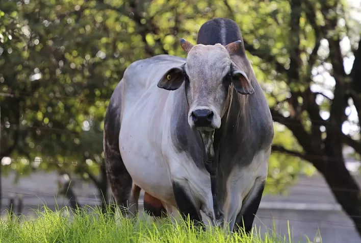 Estação de monta viabiliza o manejo homogêneo do gado de corte no Brasil e a eficiência reprodutiva através da IATF