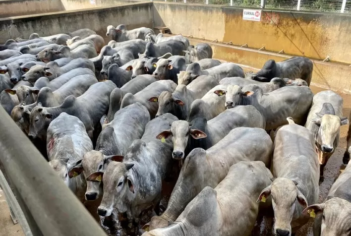 Etapa de Nanuque (MG) do Circuito Nelore de Qualidade avaliou 1.197 animais
