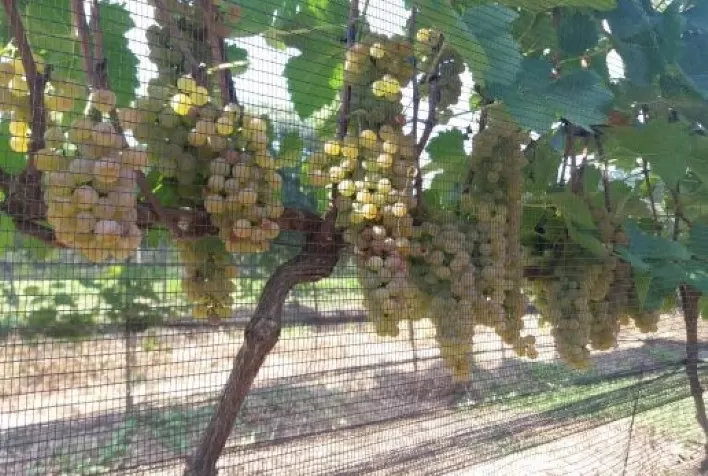 IAC lança cultivar de uva fina para vinho branco