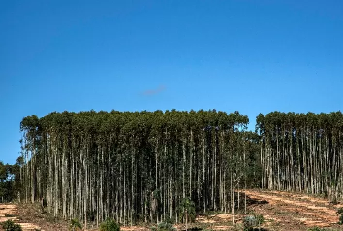RS: SEAPDR promove avanços na regularização dos cadastros de plantios florestais
