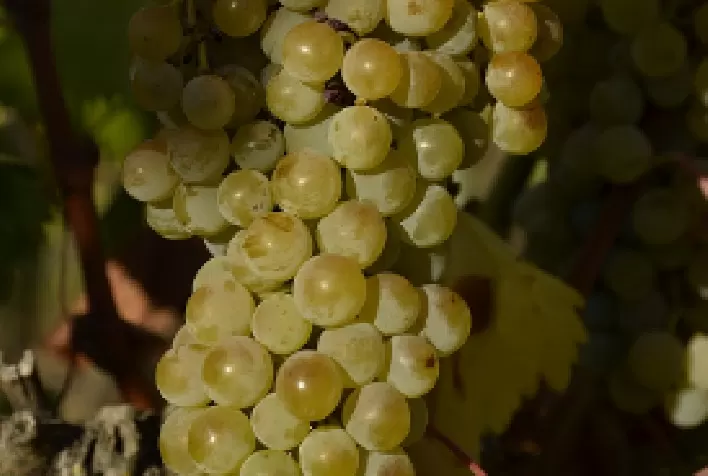 Brasil descobre a Antão Vaz: casta autóctone portuguesa tem 96% do cultivo mundial concentrado no Alentejo