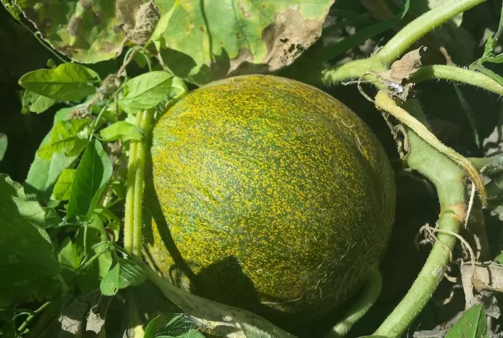 Programa "Melão Mais" será lançado durante a Expo Fruit 2021