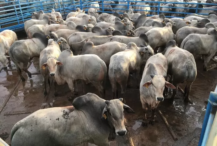 Etapa em Naviraí (MS) promove mudança na liderança parcial de campeonato nacional do Circuito Nelore de Qualidade