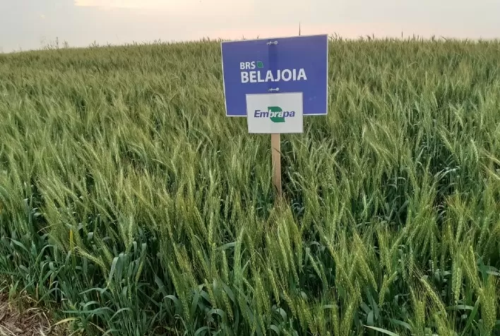 Rentabilidade do trigo atrai produtores no Paraná