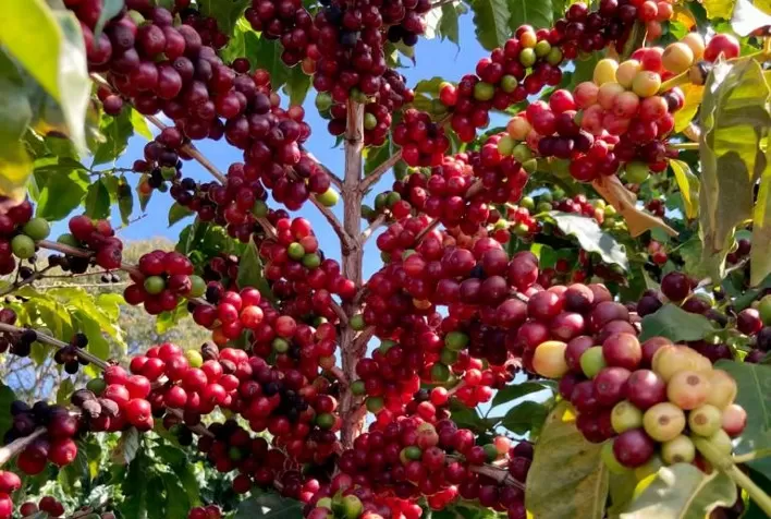 Café: Arábica retoma negócios com baixas após semana marcada por valorização