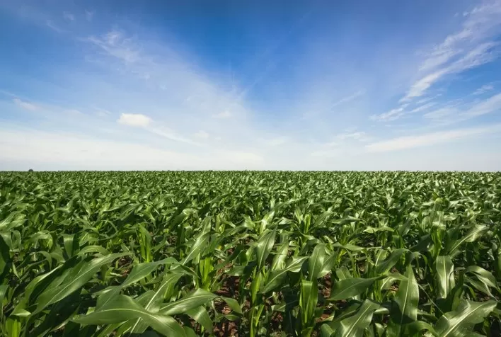 Brasil lidera produtividade agropecuária entre 187 países, aponta estudo do USDA