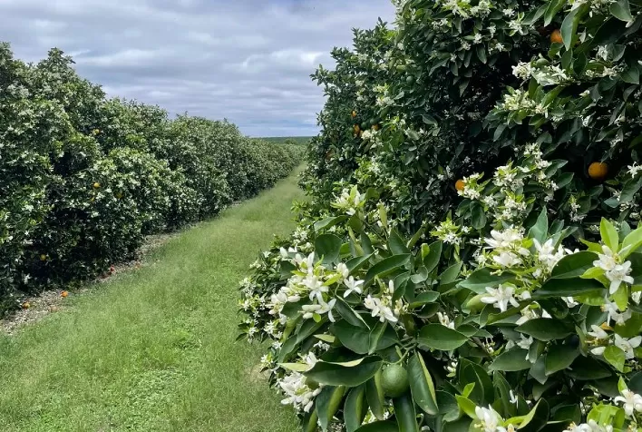 Citros: Por enquanto, floradas em pomares de SP são consideradas satisfatórias
