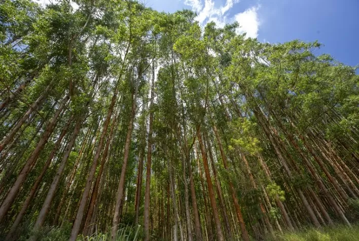 Arefloresta e Embrapa disponibilizam manual de boas práticas na cultura do eucalipto em Mato Grosso