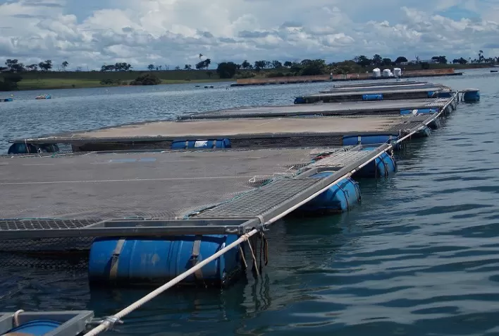 Uso de ingredientes naturais na aquacultura auxilia no controle de algas e aumenta níveis de produção