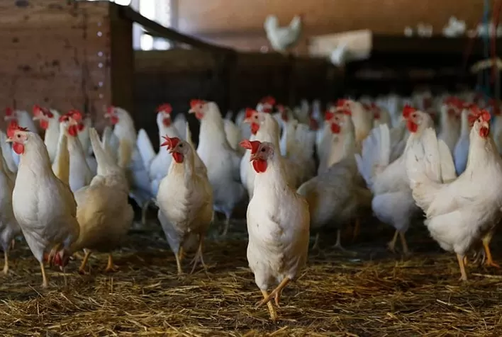 Reino Unido também impõem lockdown à criação de aves