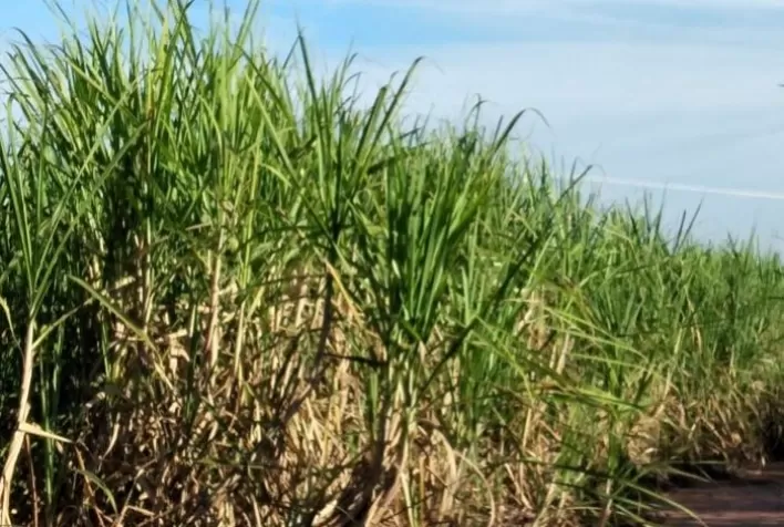 BAHIA – Incremento de 13,4% na área em produção de cana-de-açúcar na atual safra