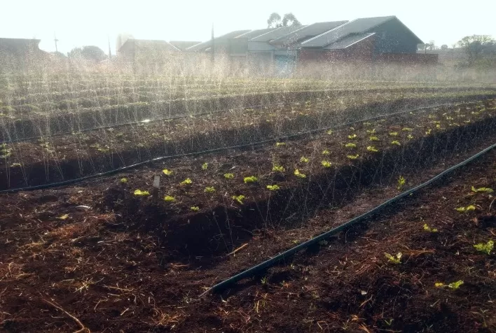 Com irrigação, produtor familiar de Goiás alavanca o cultivo de hortaliças na cidade