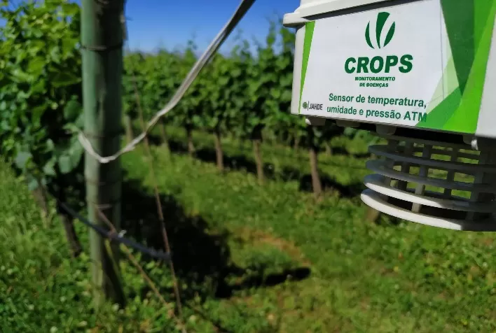 Embrapa Uva e Vinho lança ferramentas para viticultura de precisão na Tecnovitis: Crops - Sistema de Monitoramento de Doenças e Aplicativo Uzum Uva
