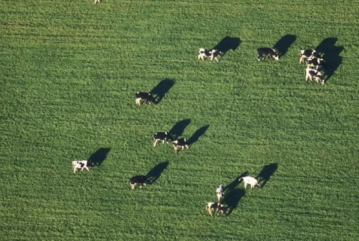 Cargill lança “Nutron Bem+Leite”, certificação de Bem-Estar Animal para reconhecer cadeia leiteira