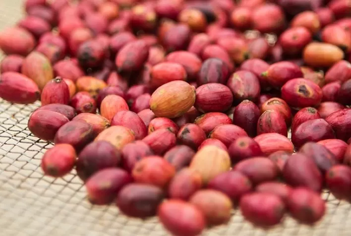 Vietnã produz 29,7 milhões de sacas de café robusta que equivalem a 38,5% da safra mundial dessa espécie