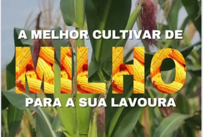 Grupo da UFSM produz e-book para orientar produtores na escolha da cultivar de milho