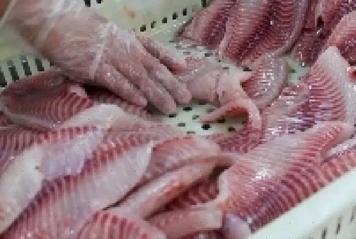 Tocantins ganha frigorífico de processamento de pescado