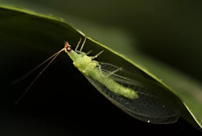 Grupo Vittia recebe primeiro registro do País de macrobiológico que combate sete pragas do campo