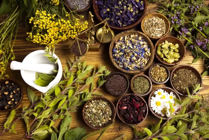 Secretaria de Agricultura e Abastecimento lança no site da CATI/CDRS o Guia de Plantas Aromáticas e Medicinais com acesso gratuito