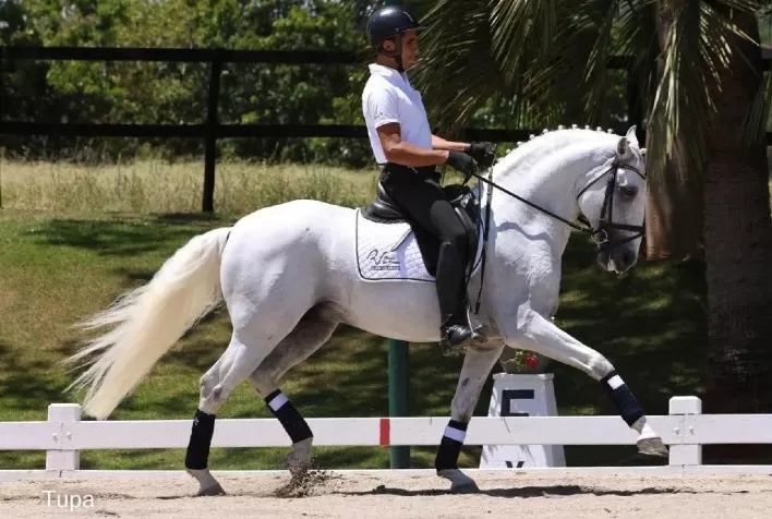 39ª Expo Internacional do Cavalo Lusitano começa nesta sexta