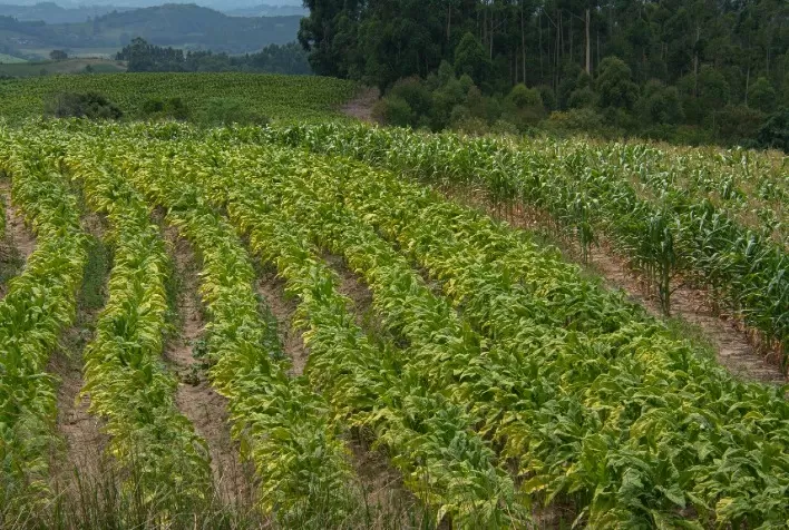 RS tem estimativa de produzir 265 mil toneladas de tabaco na safra 2021/2022